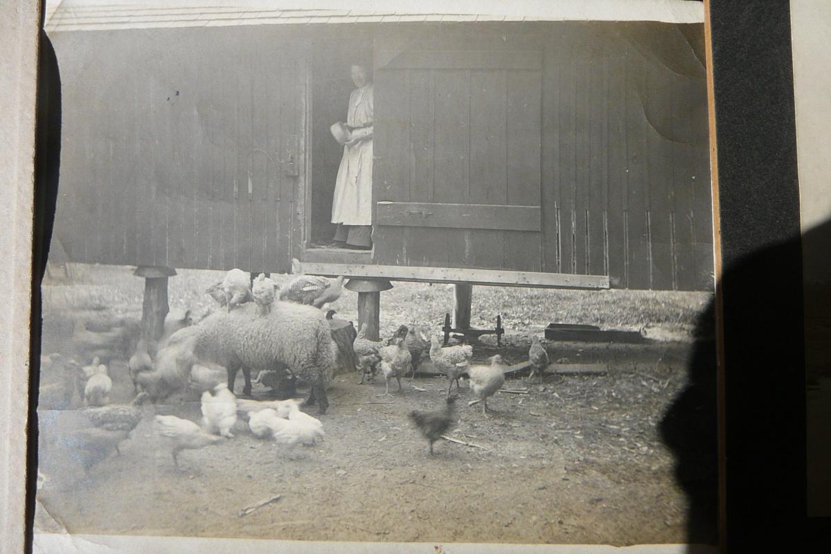 Ana Tyler feeding chickens at the Tyler Farm on River Road