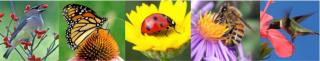 Attracting Birds, Butterflies, Bees, and Other Beneficials - Zoom Presentation: Thursday, October 13 at 7:00 PM