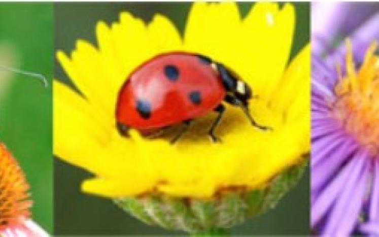 Attracting Birds, Butterflies, Bees, and Other Beneficials - Zoom Presentation: Thursday, October 13 at 7:00 PM